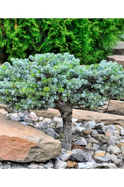 Ялиця Когоутс Айсбрейкер японські сади